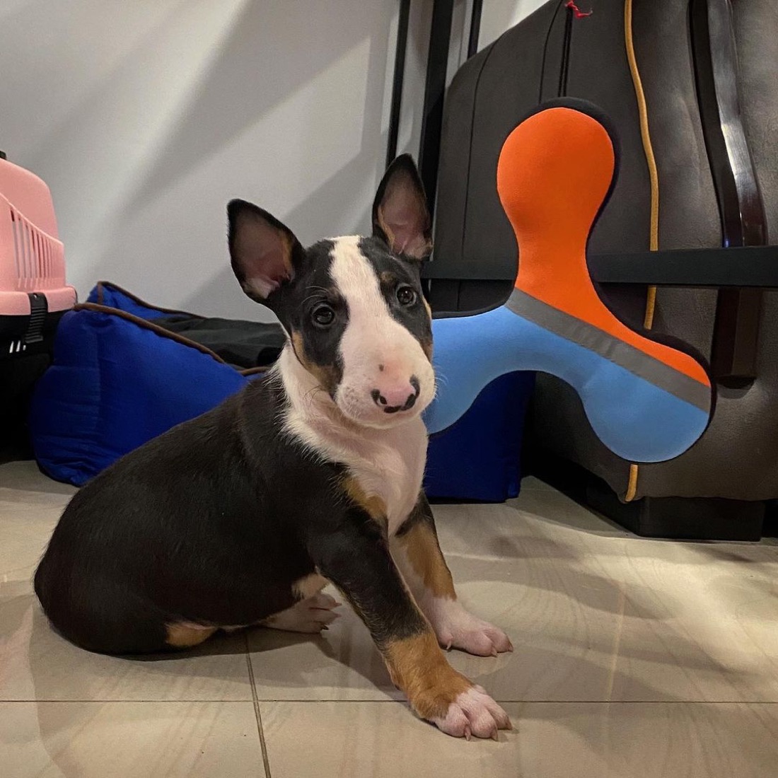 Bullterrier-Welpe Dozer