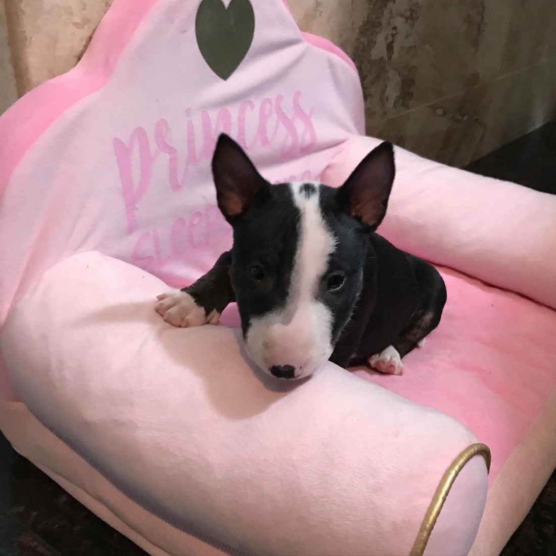 Bullterrier-Welpe Frunz