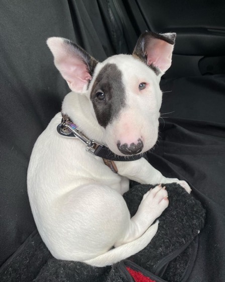 Bullterrier-Welpe Mabel