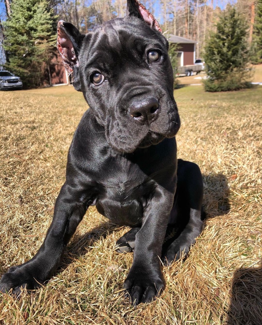 Cane Corso-Welpe Boo