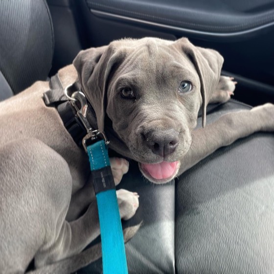 Cane Corso-Welpe Bosco