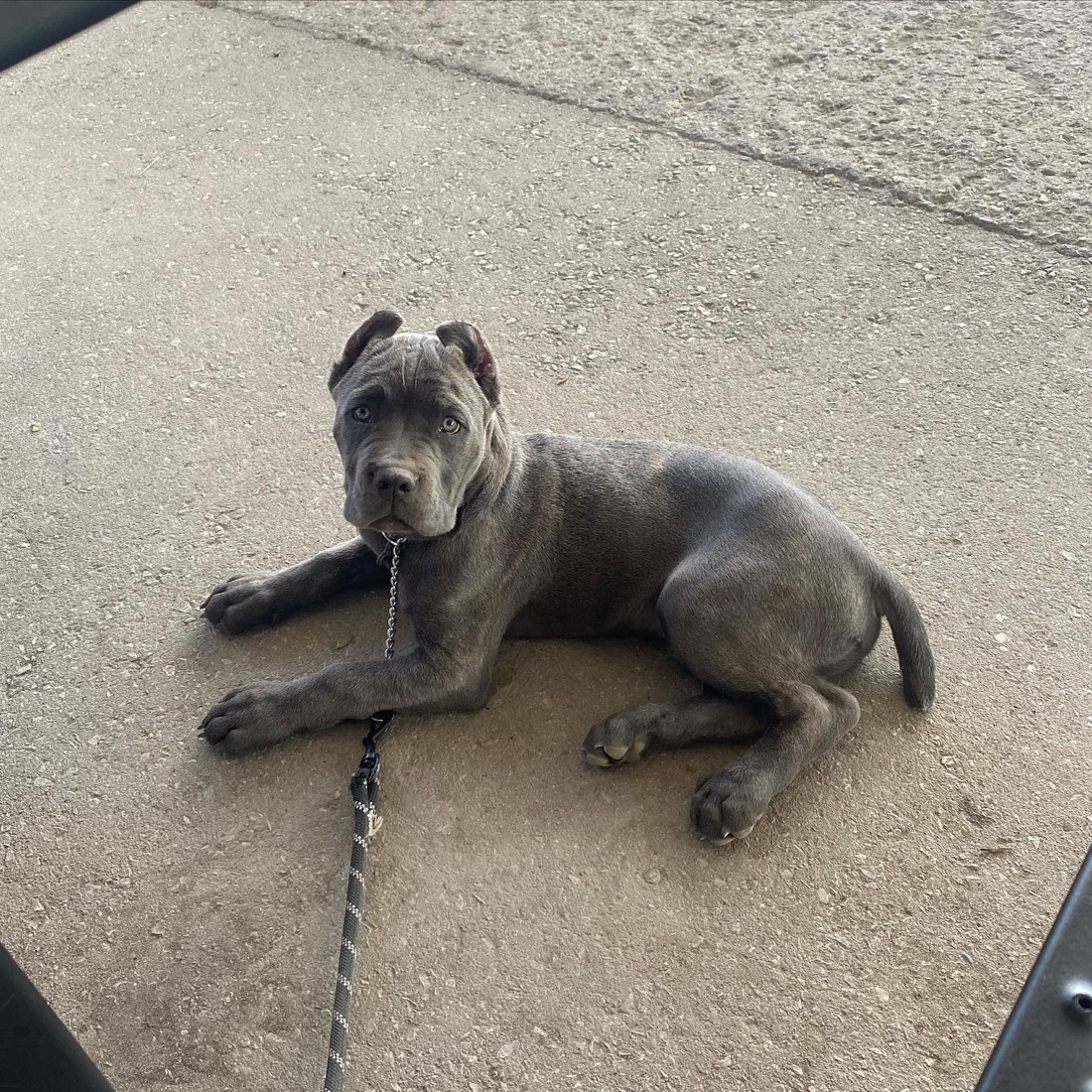 Cane Corso-Welpe Diesel