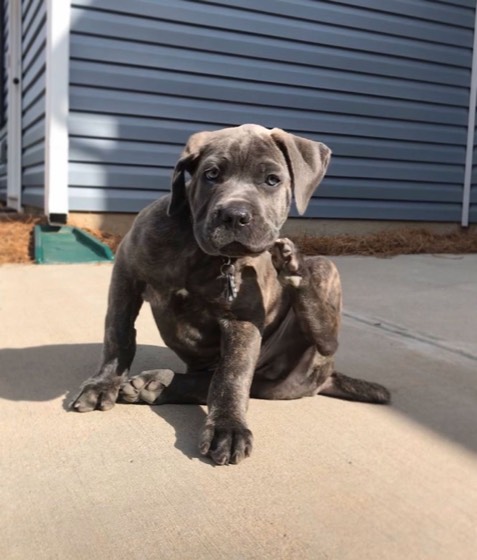 Cane Corso-Welpe Love