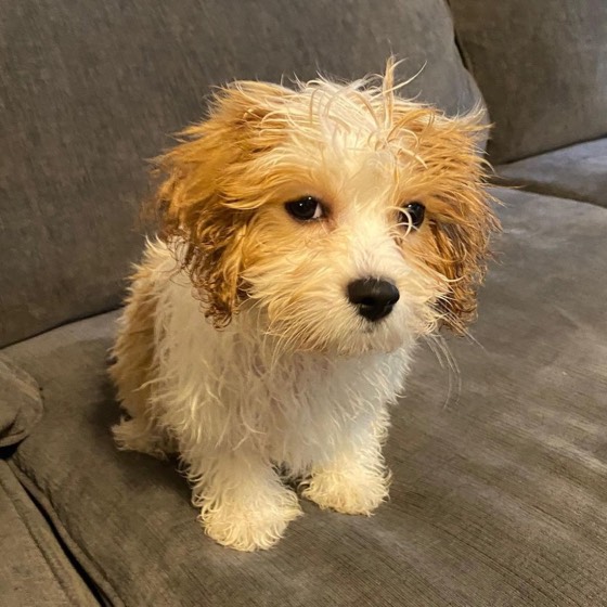 Cavachon-Welpe Fozzie