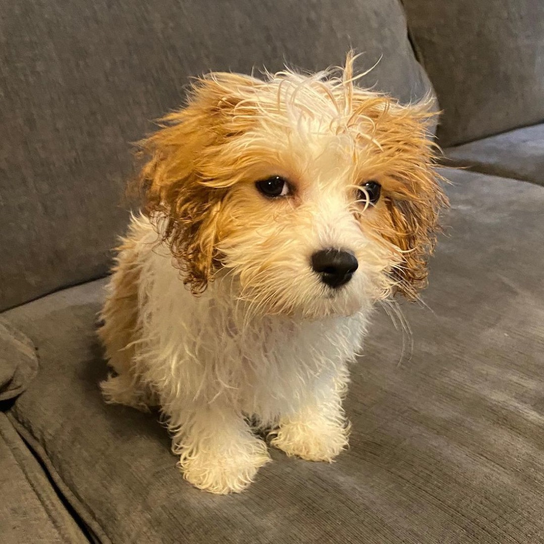 Cavachon-Welpe