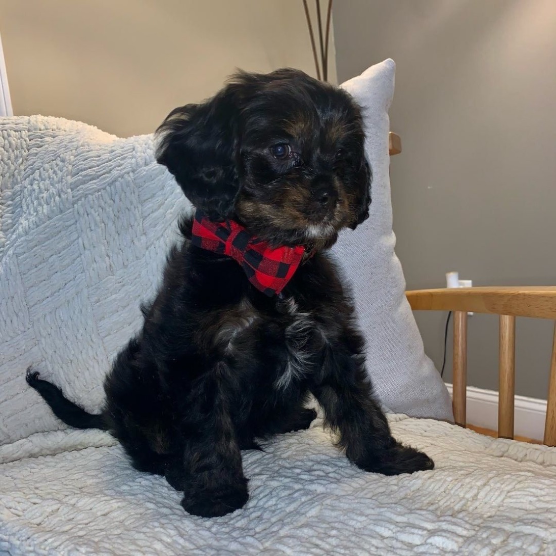 Cavachon-Welpe Milo