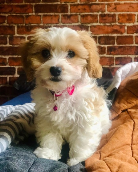 Cavachon-Welpe Sophie