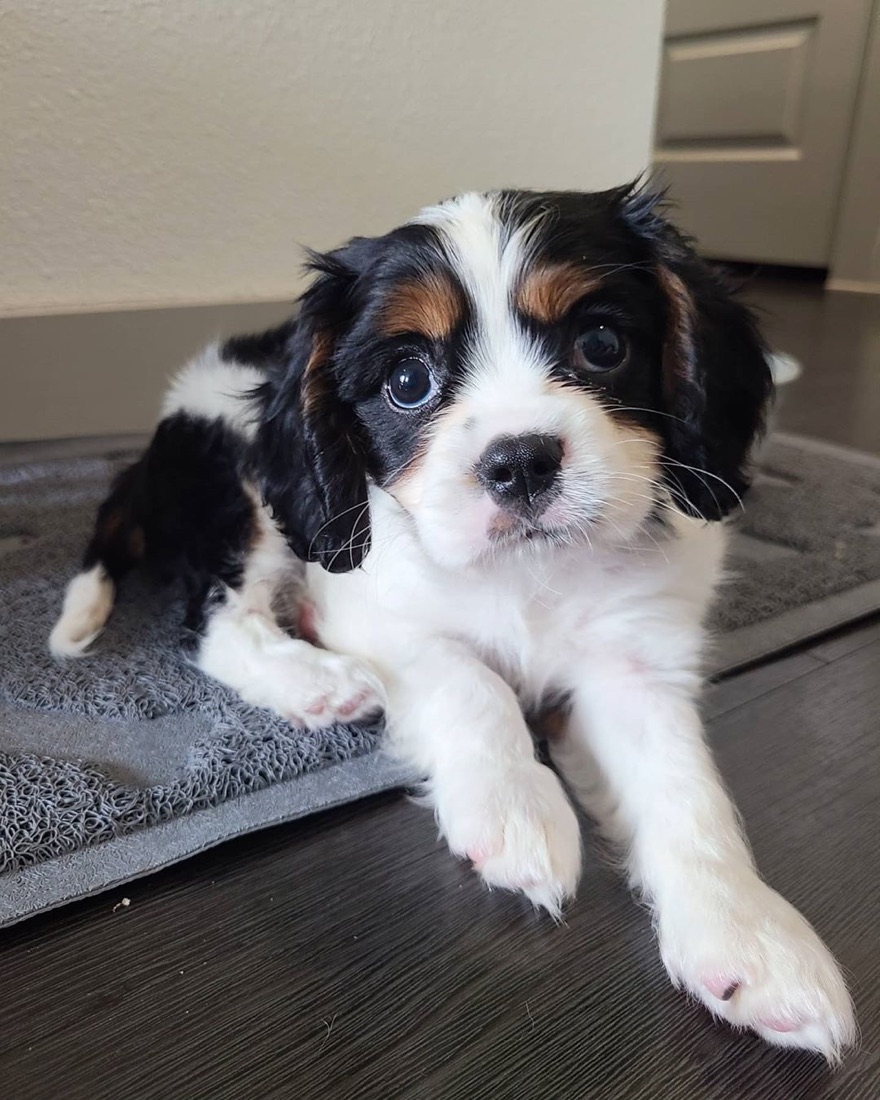 Cavalier King Charles Spaniel-Welpe Bobo