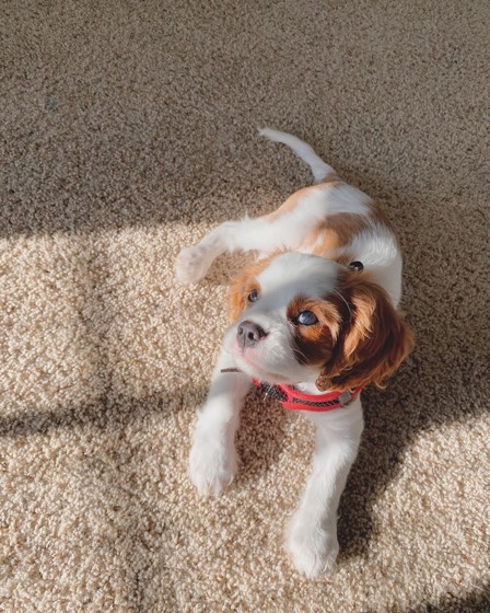 Cavalier King Charles Spaniel-Welpe Garvin
