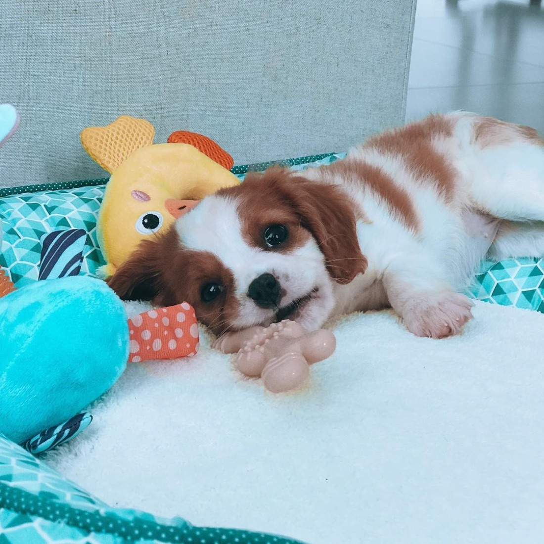 Cavalier King Charles Spaniel-Welpe Kelli