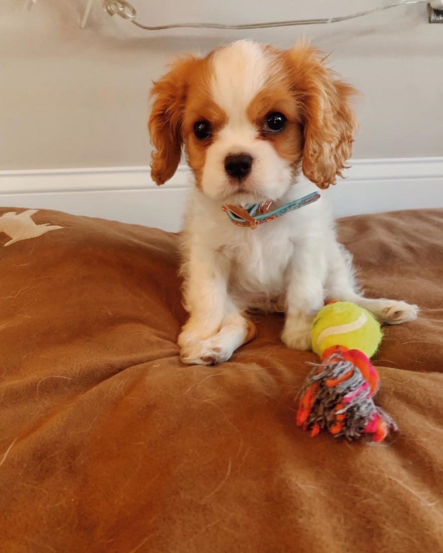 Cavalier King Charles Spaniel-Welpe