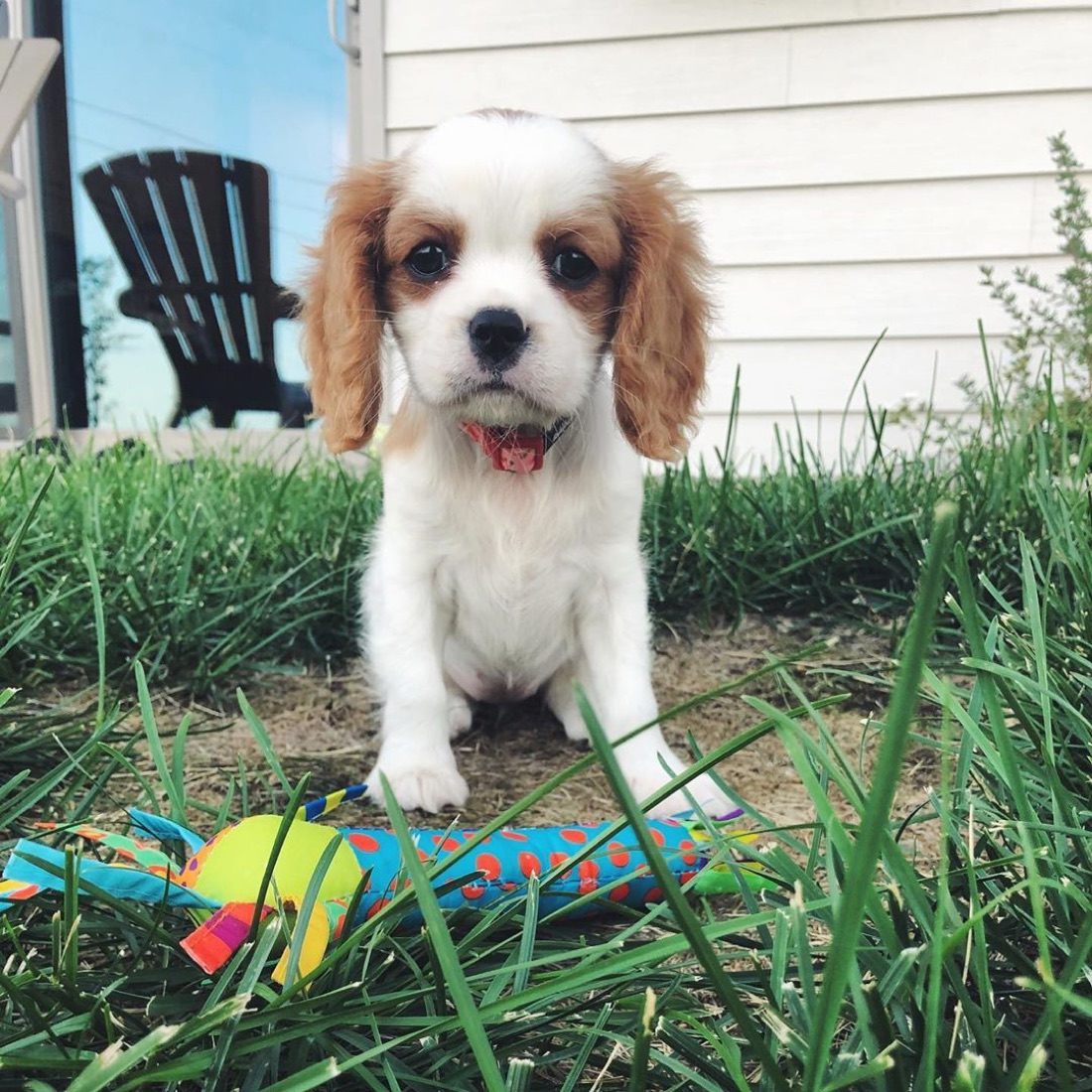 Cavalier King Charles Spaniel-Welpe Swas