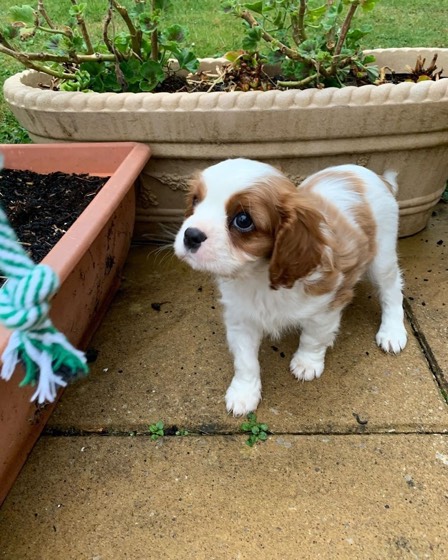Cavalier King Charles Spaniel-Welpe Tomi