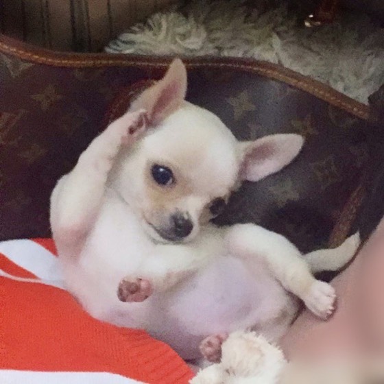 Chihuahua-Welpe Apollo