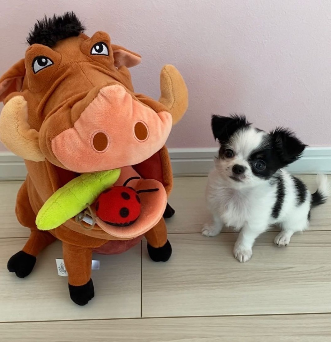 Chihuahua-Welpe Chip