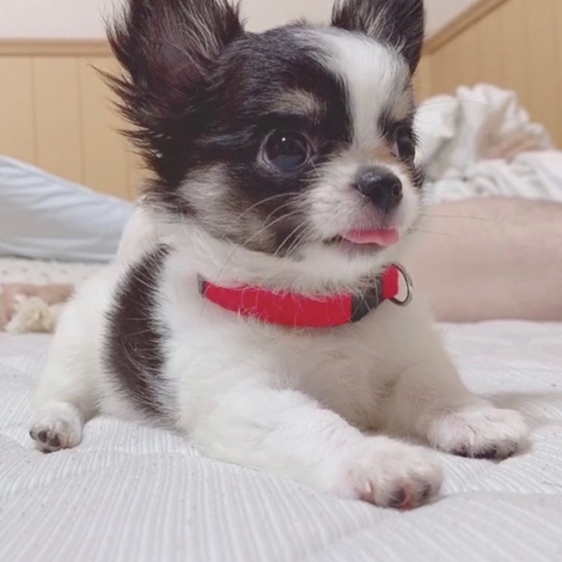 Chihuahua-Welpe Joe
