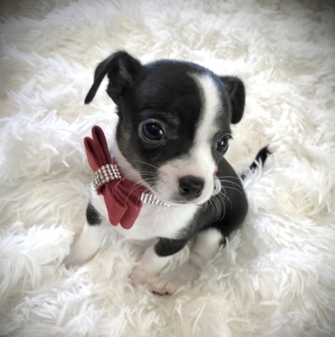 Chihuahua-Welpe Lil Prince