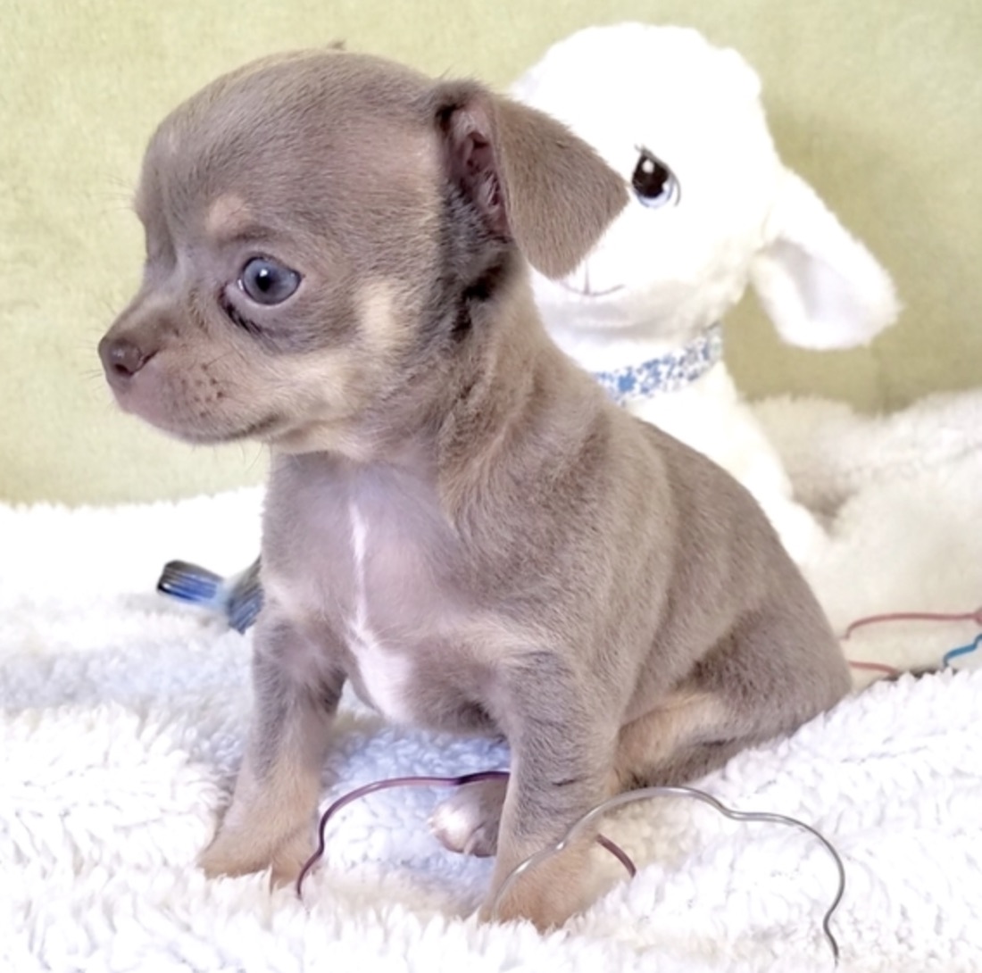 Chihuahua-Welpe Mason
