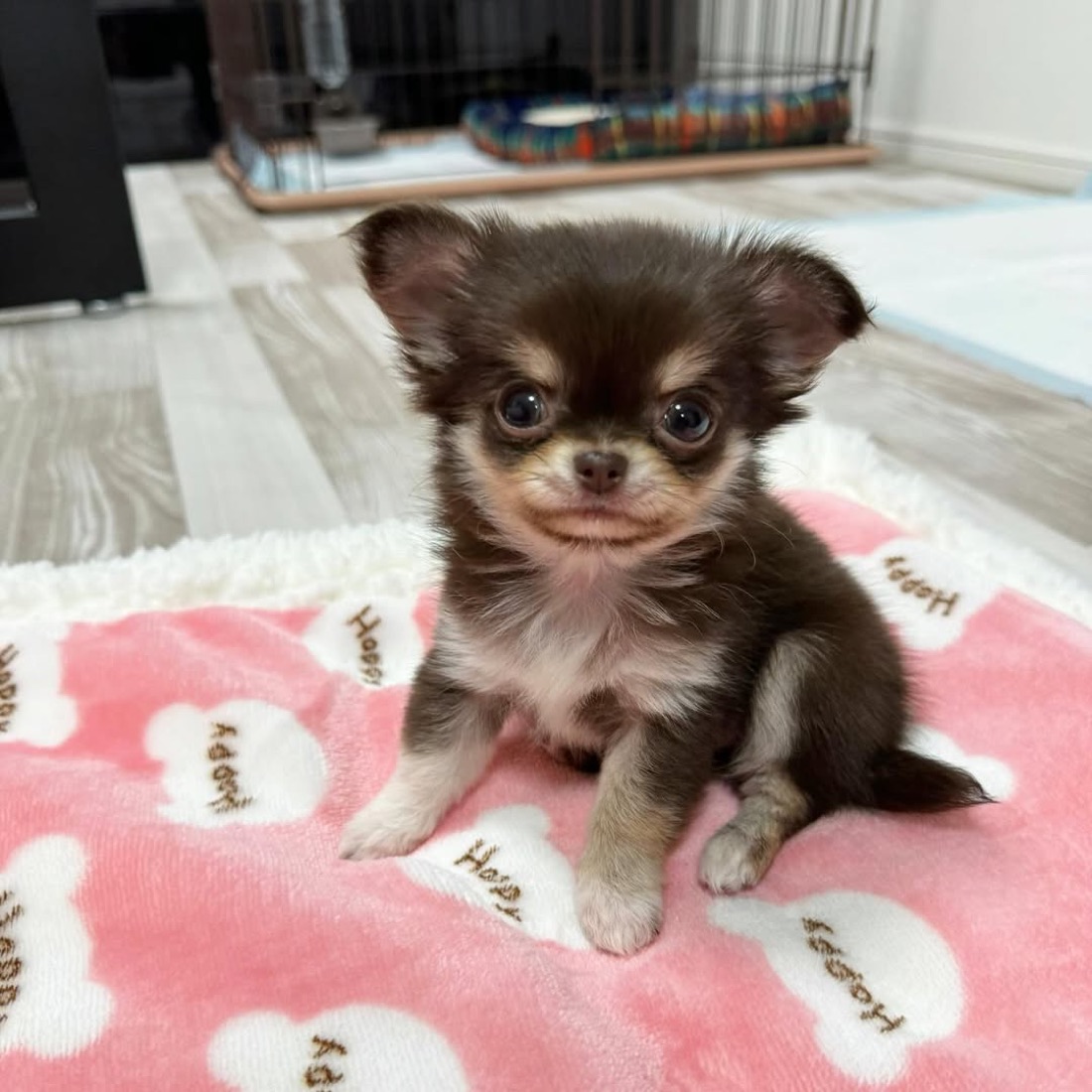 Chihuahua-Welpe Molly