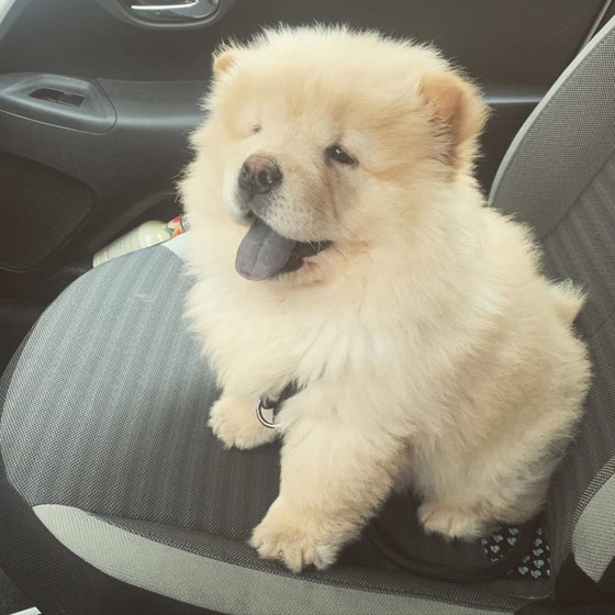 Chow-Chow-Welpe Bubble