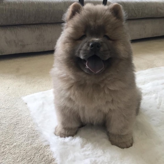 Chow-Chow-Welpe Misty
