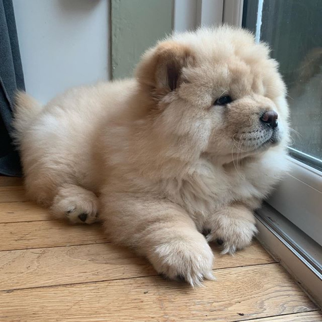 Chow-Chow-Welpe Sammie