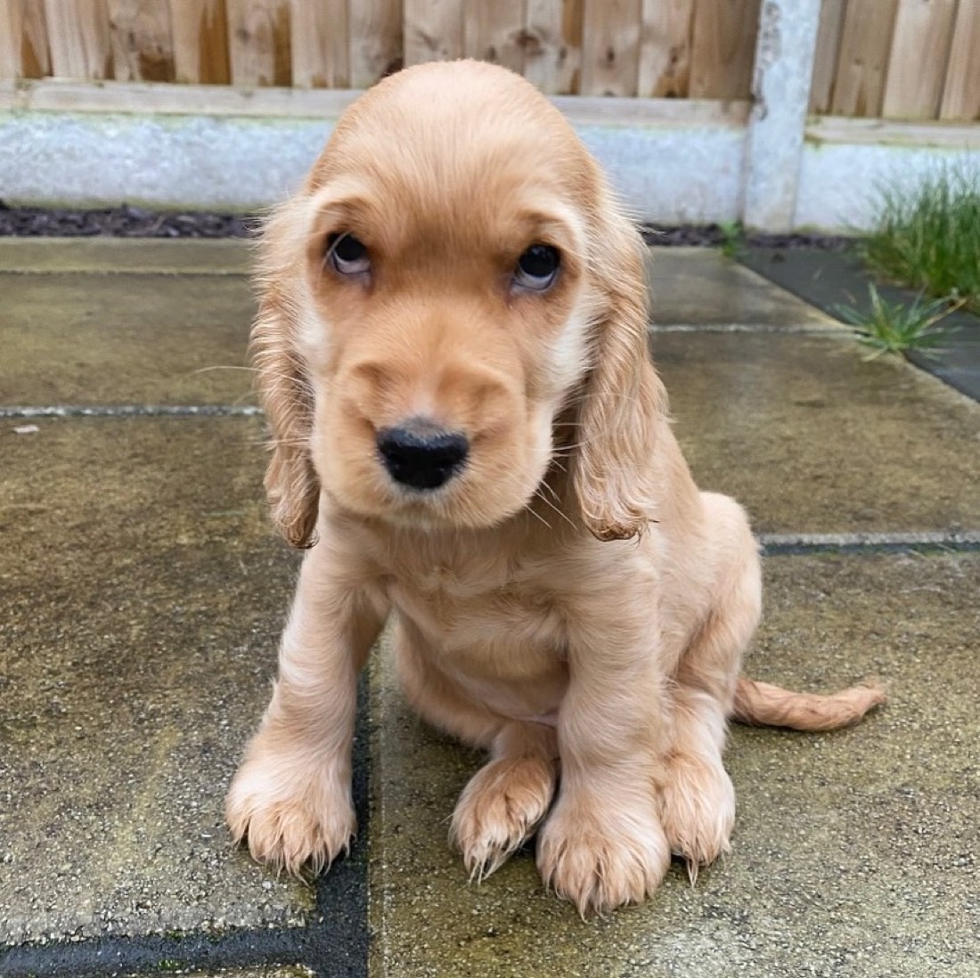 English Cocker Spaniel-Welpe James