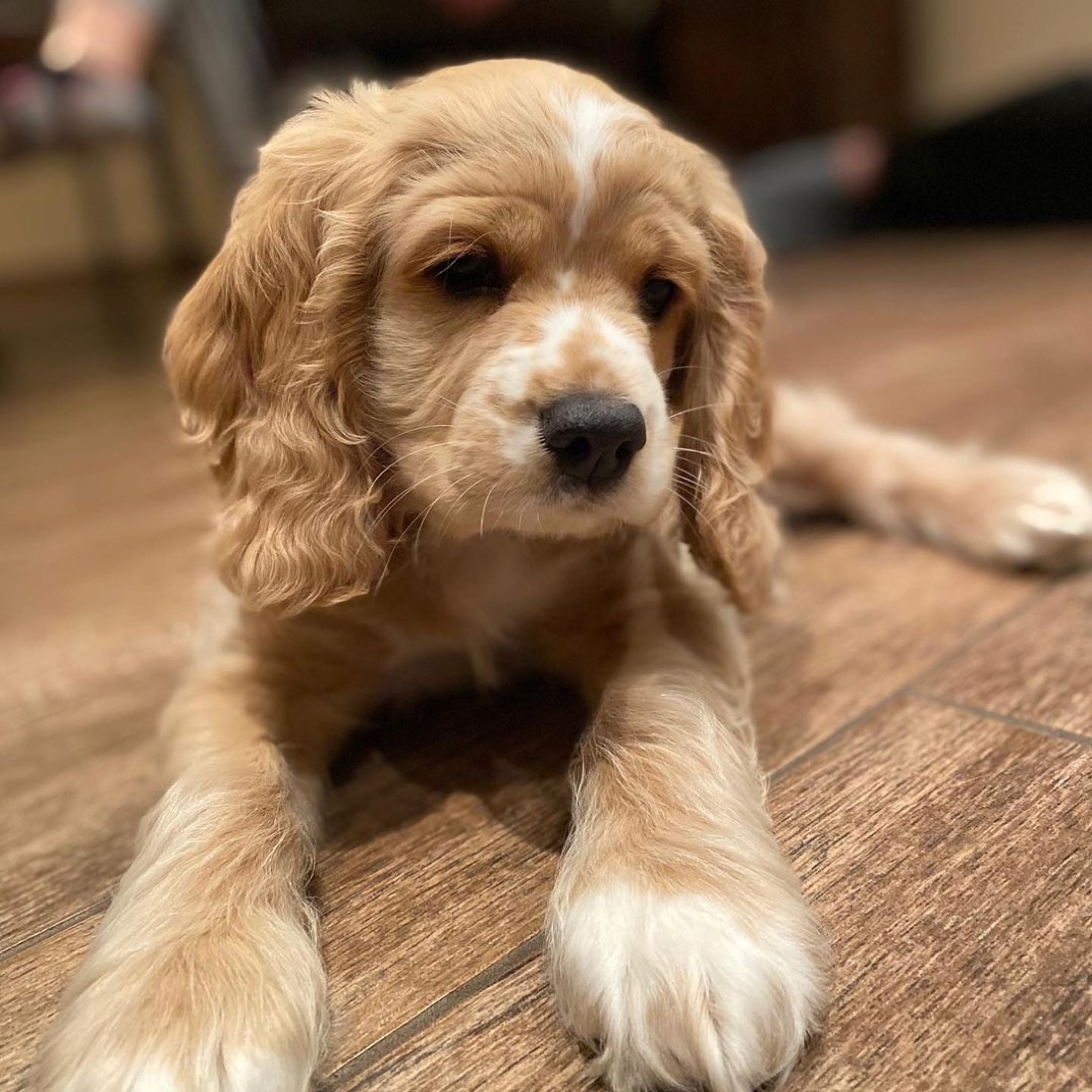 English Cocker Spaniel-Welpe Jax