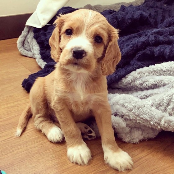 English Cocker Spaniel-Welpe Ollie