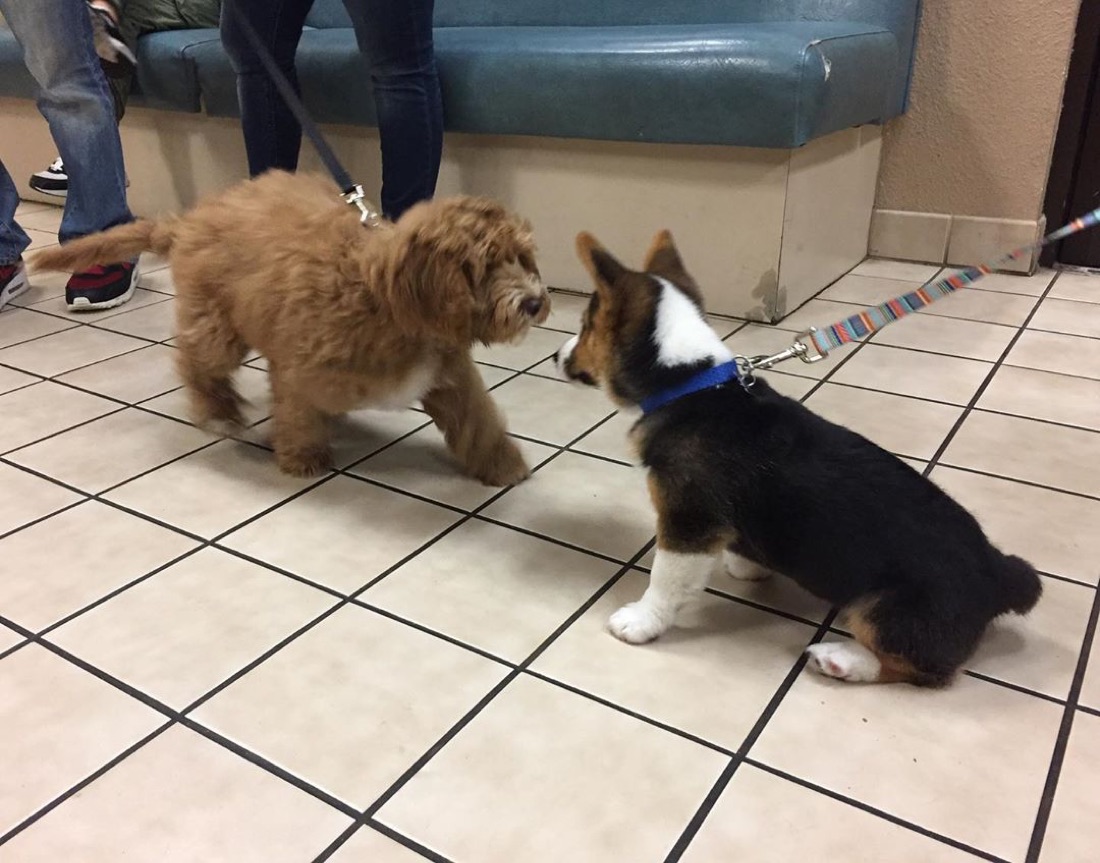 Welsh Corgi Pembroke-Welpe Ace