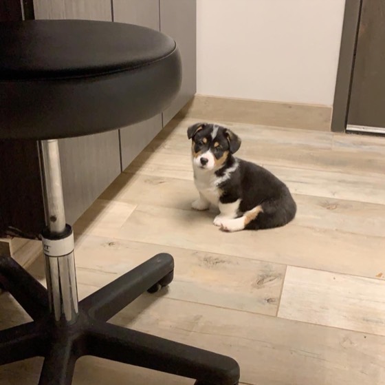 Welsh Corgi Pembroke-Welpe Brenda
