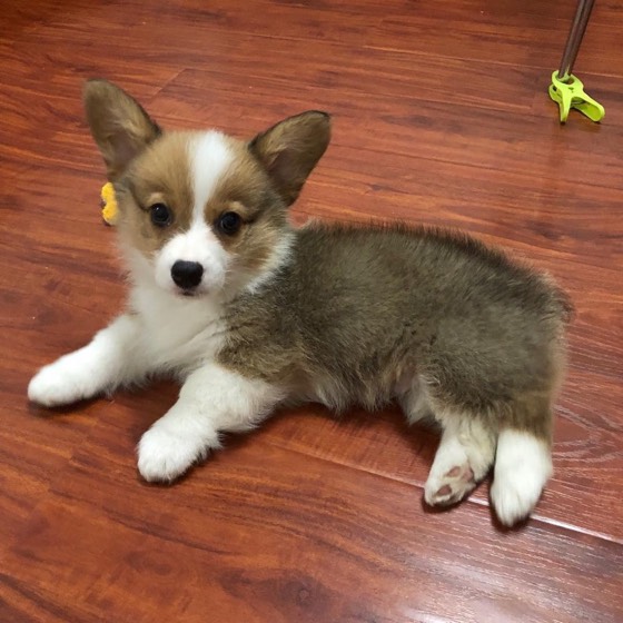 Welsh Corgi Pembroke-Welpe Coco