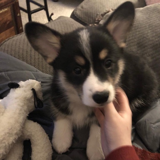 Welsh Corgi Pembroke-Welpe Gift