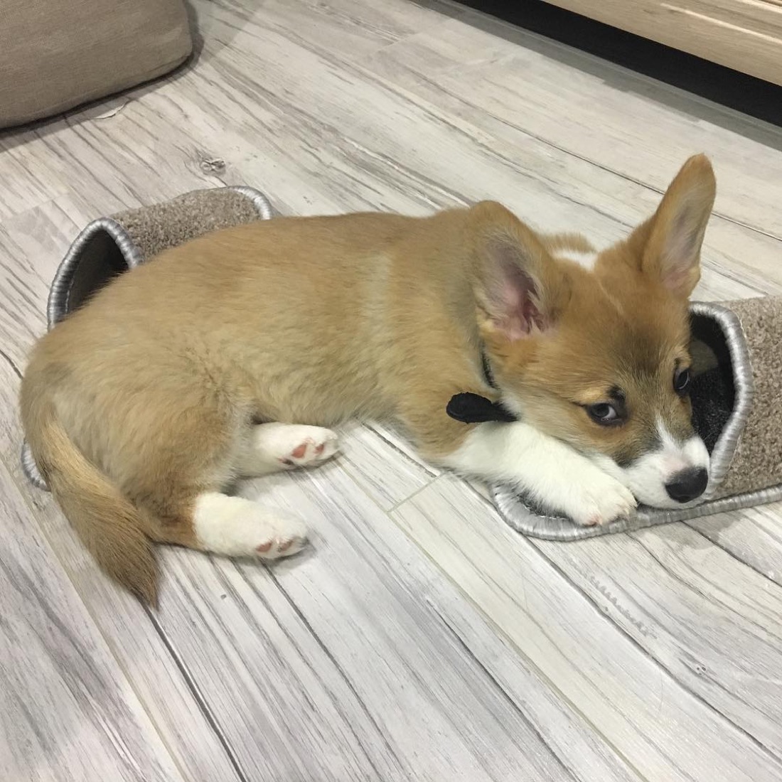 Welsh Corgi Pembroke-Welpe Jordan