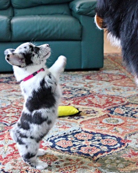 Welsh Corgi Pembroke-Welpe Romeo