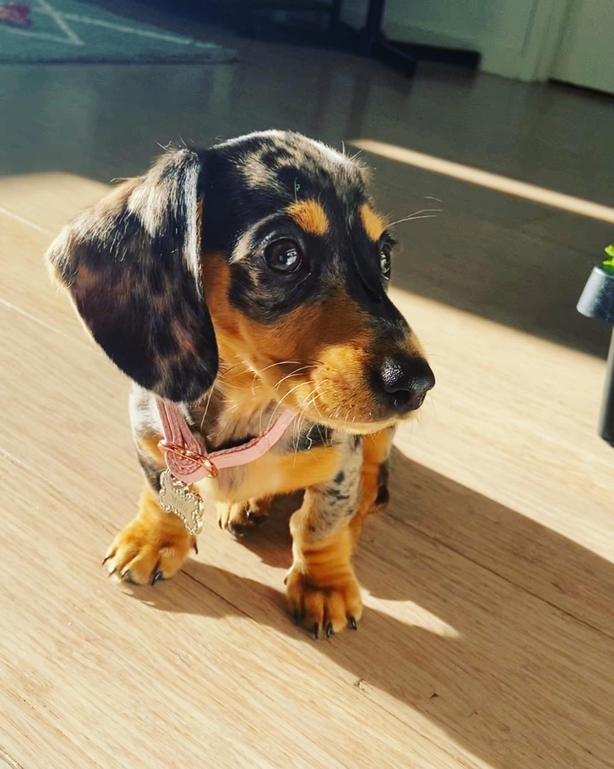 Dackel-Welpe Millie