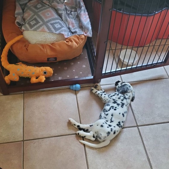 Dalmatiner-Welpe Libby
