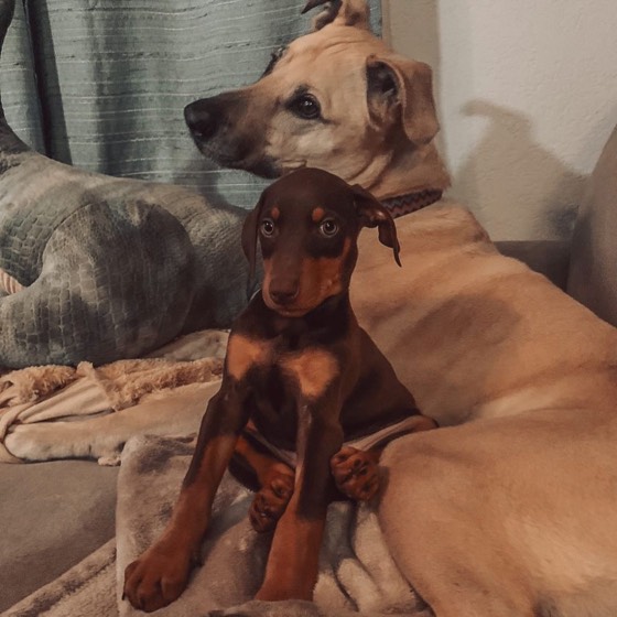Dobermann-Welpe Gracie