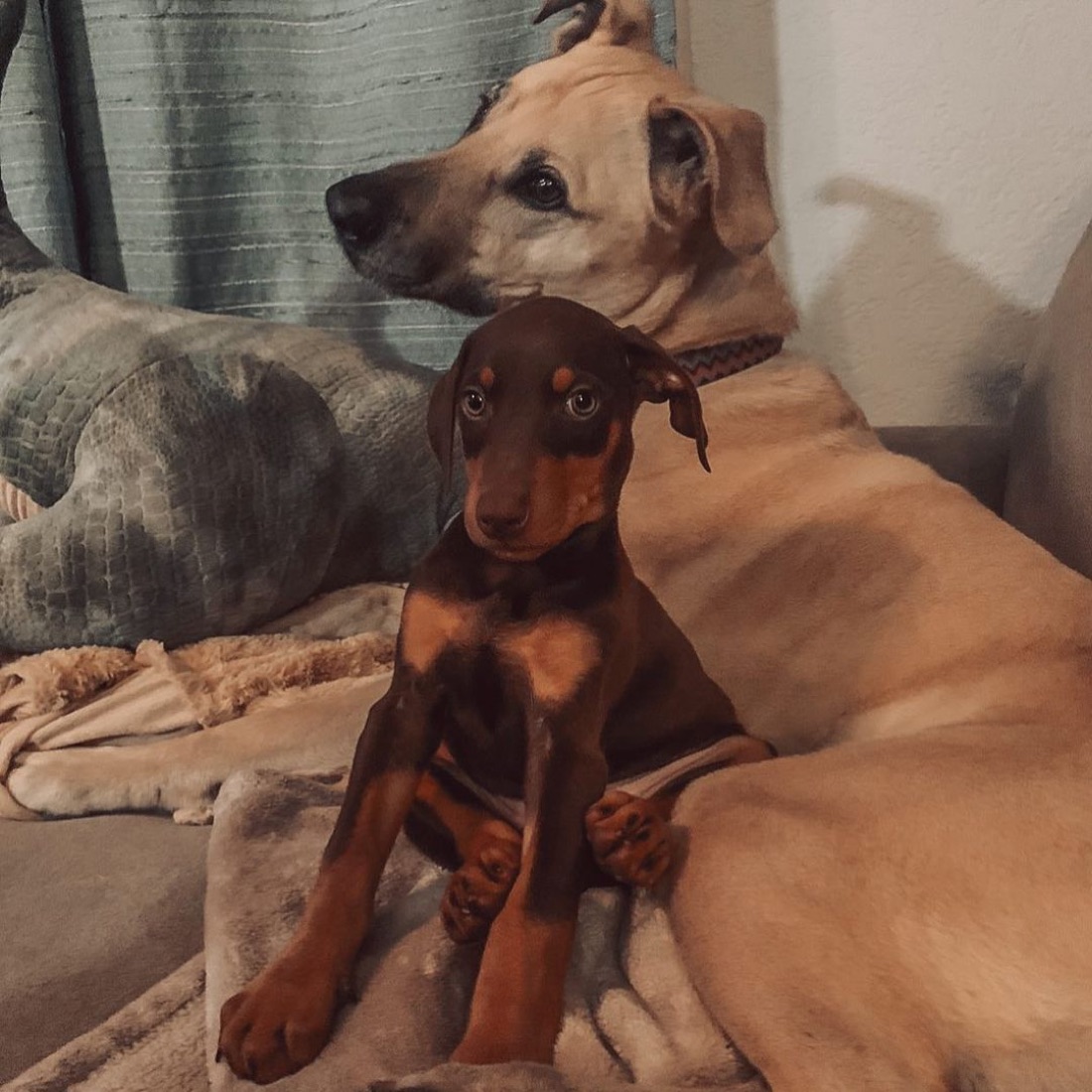 Dobermann-Welpe Gracie