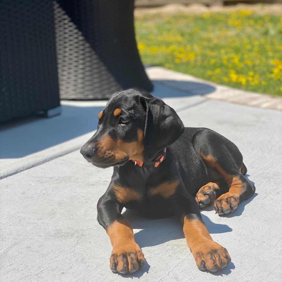 Dobermann-Welpe Lua