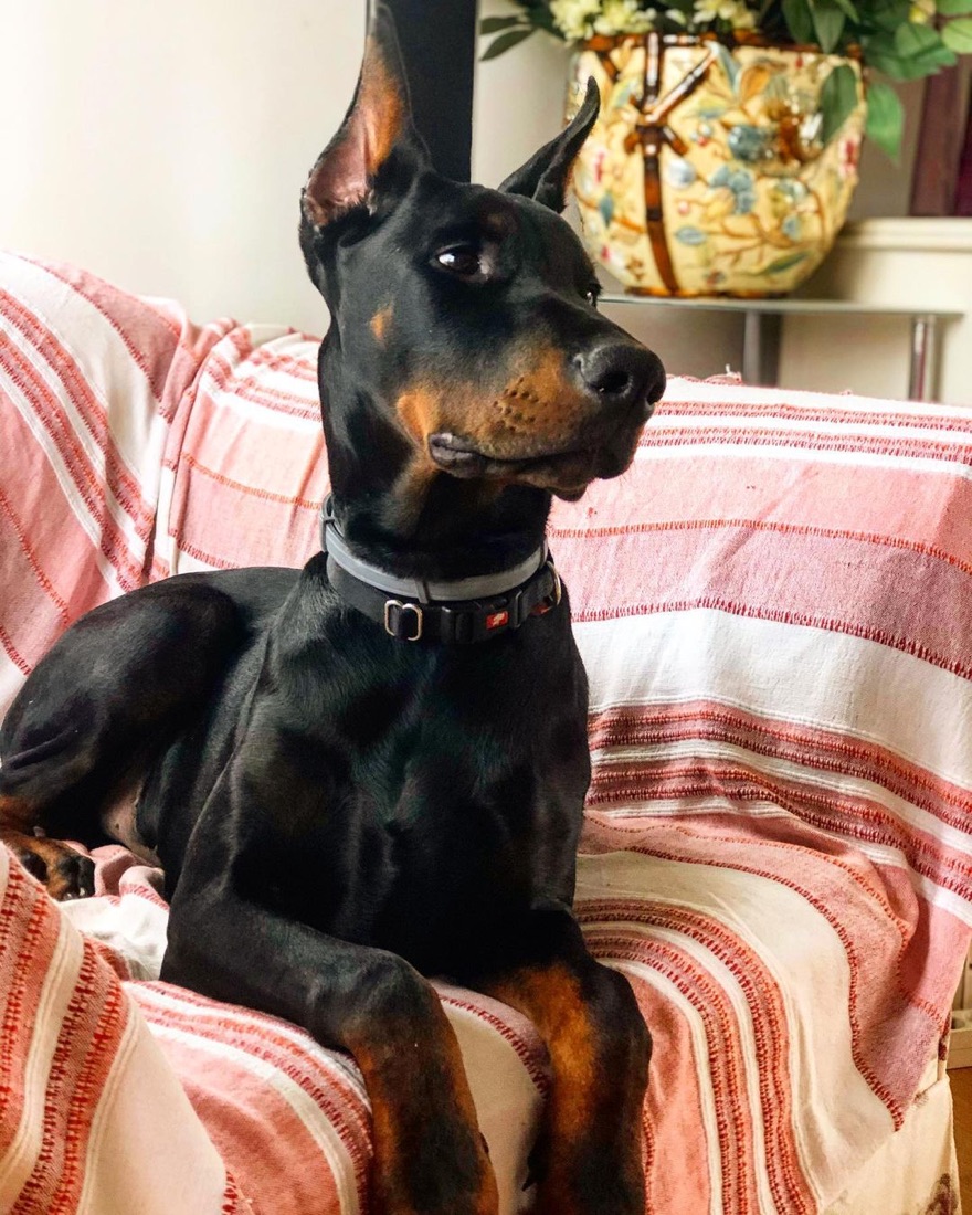 Dobermann-Welpe Max