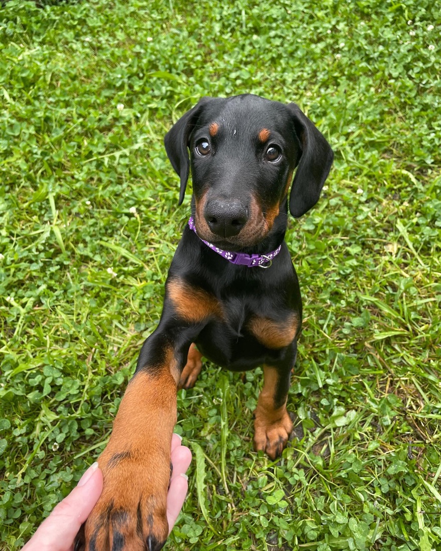 Dobermann-Welpe Mimi