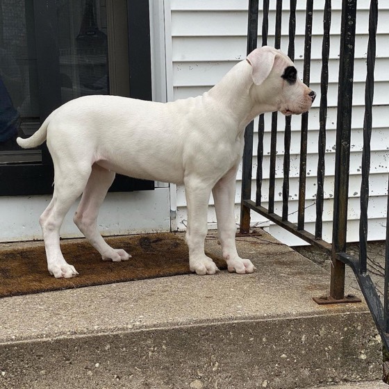 Dogo Argentino-Welpe Alita