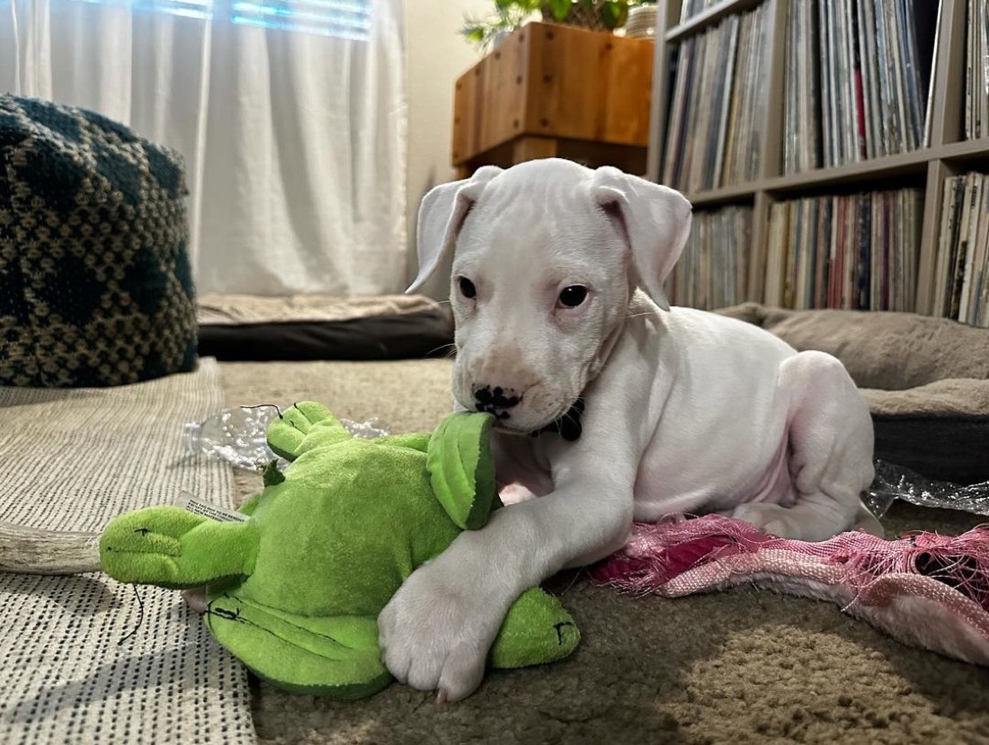 Dogo Argentino-Welpe Brew