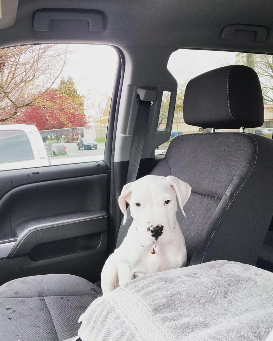 Dogo Argentino-Welpe Luka