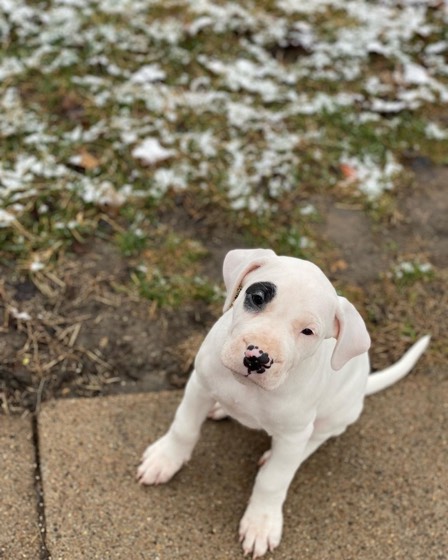 Dogo Argentino-Welpe Reina