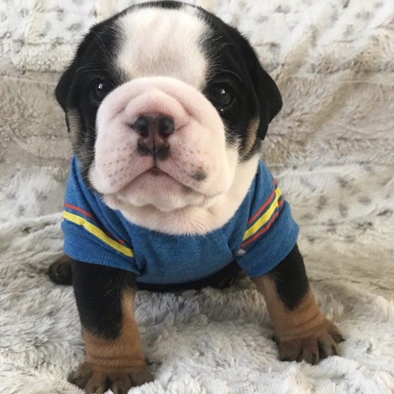 Englische Bulldogge-Welpe Mario