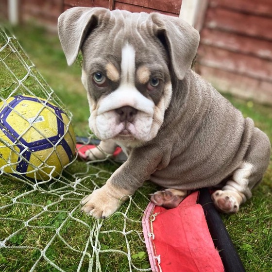 Englische Bulldogge-Welpe Nina