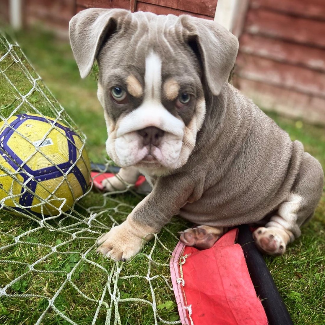 Englische Bulldogge-Welpe Nina