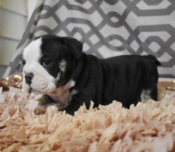Englische Bulldogge-Welpe Romari